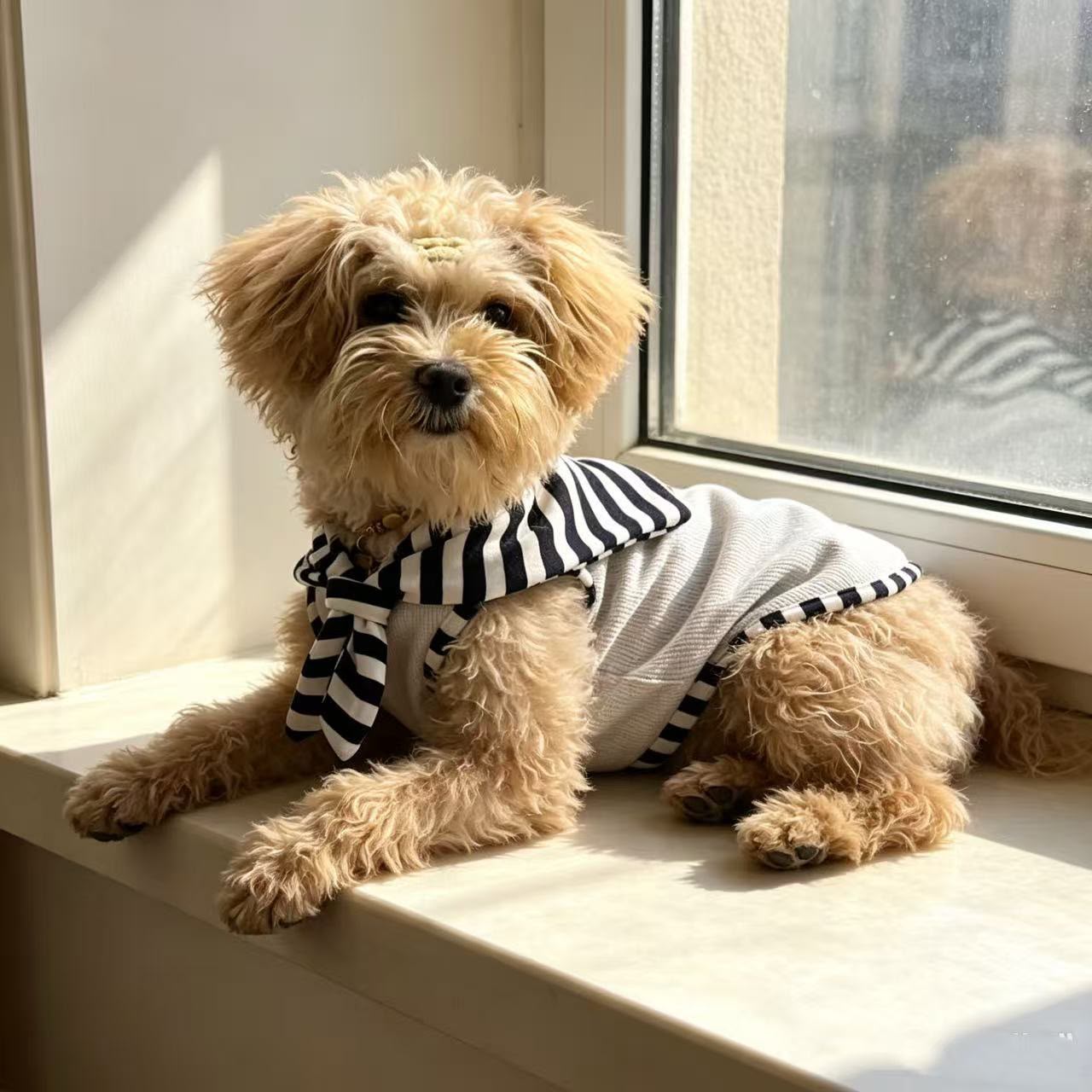 Stripped pets wearing