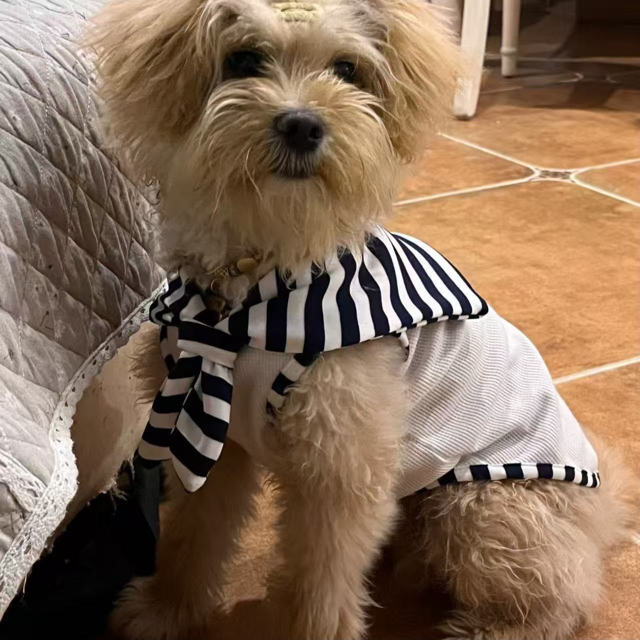 Stripped pets wearing