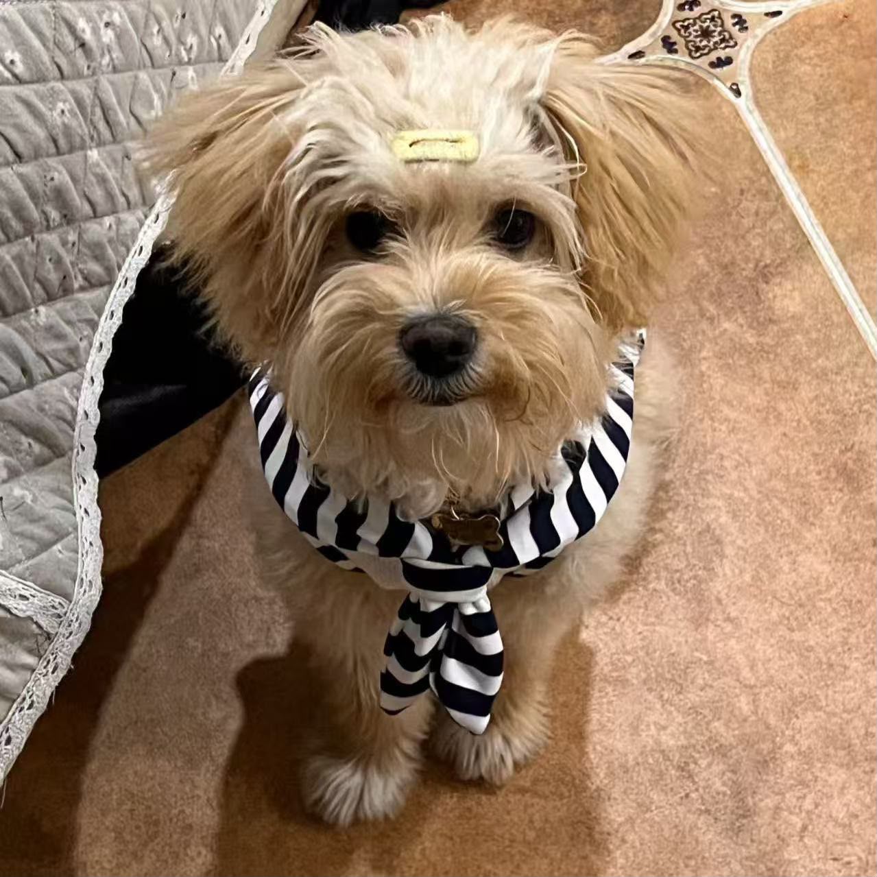 Stripped pets wearing