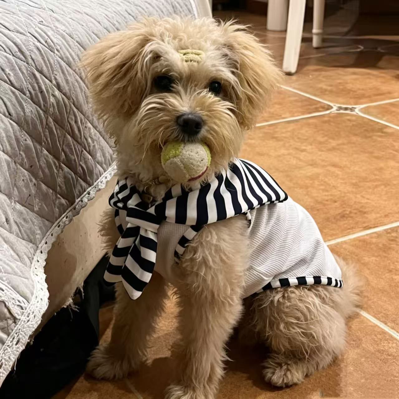 Stripped pets wearing