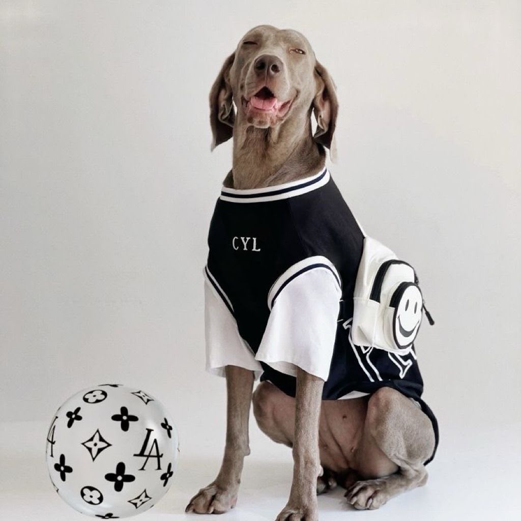 Black faux two-piece (large dog)