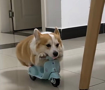 Pembroke Welsh Corgi riding a toy, light blue Vespa-style scooter