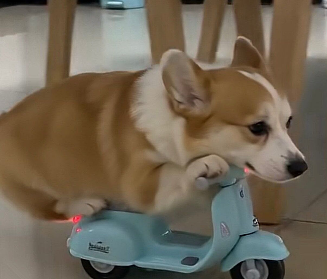 Pembroke Welsh Corgi riding a toy, light blue Vespa-style scooter