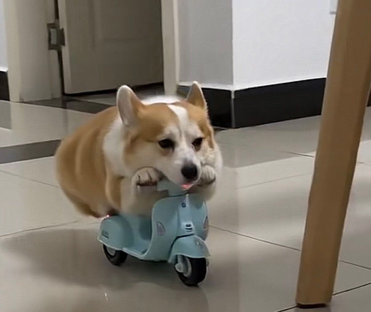 Pembroke Welsh Corgi riding a toy, light blue Vespa-style scooter