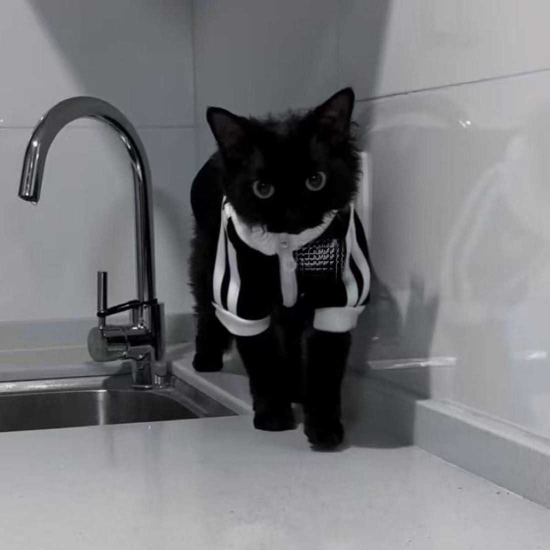 Adidas Pet Jacket