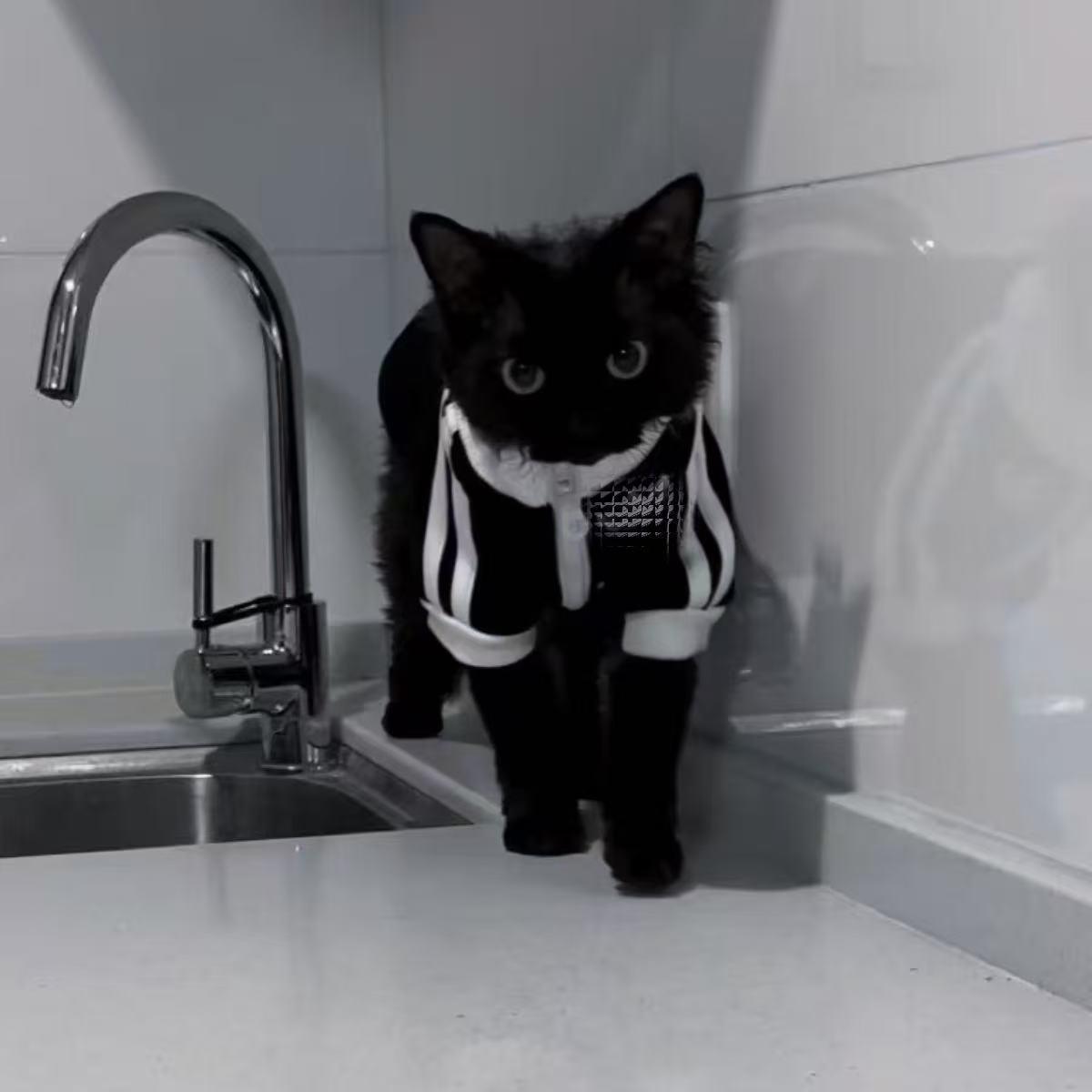 Adidas Pet Jacket